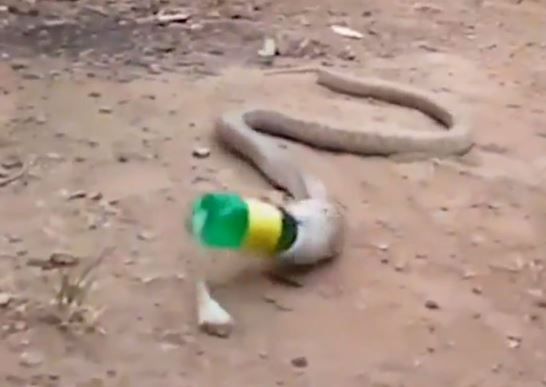 Clip: Rắn hổ mang quằn quại nôn ra chai nhựa