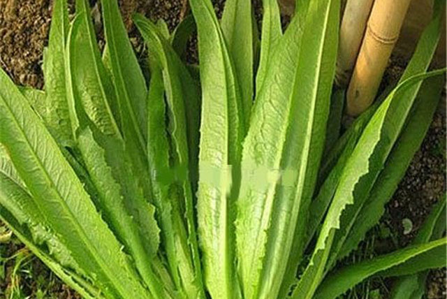 Loại rau dân dã giàu canxi gấp nhiều lần canh xương hầm: Ăn ngon lại ngừa loãng xương