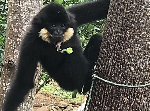 Vượn đen má hung quý hiếm xuất hiện trong khu dân cư ở Đà Nẵng