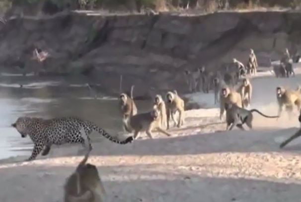 Clip: Khỉ đầu chó dọa báo hoa mai chạy “trối chết”