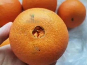 Cam 'rốn to' và 'rốn nhỏ' khác hẳn nhau, đi chợ nhớ nhìn kĩ kẻo mua nhầm cam vừa chua vừa ít nước