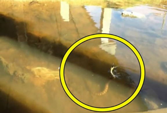 Clip: C&#xE2;u c&#xE1; gi&#x1EA3;i tr&#xED; b&#x1EA5;t ng&#x1EDD; &#x111;&#x1B0;&#x1EE3;c... r&#x1EAF;n &#x201C;kh&#x1EE7;ng&#x201D;