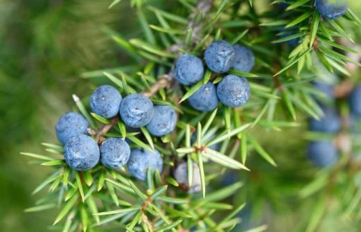 6 công dụng tuyệt vời của quả bách xù với sức khỏe