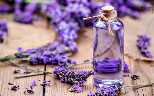 5 mùi hương giúp tâm trí thư giãn