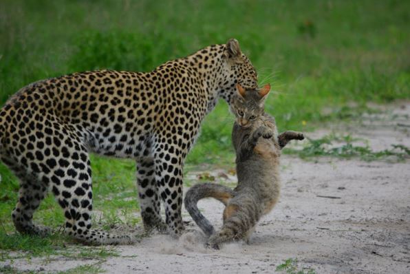 Clip: Mèo hoang “nhát chết” vẫn phải nhận cái kết “chết thảm”