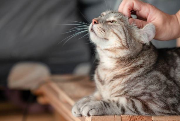 Lược sử thuần hóa mèo