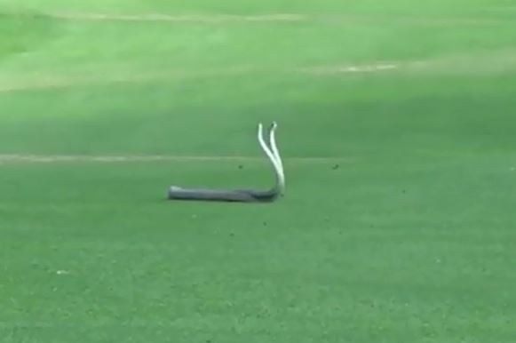 Clip: Rắn Mamba quyết chiến giành bạn tình trên sân golf
