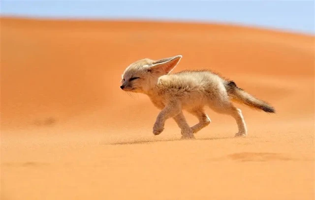 Không cần uống nước, đây là loài vật có thể sống tốt trên sa mạc - Ảnh 1.