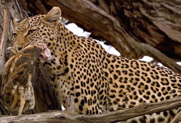 Clip: Báo hoa mai cắn nát thân cây để… giết cú