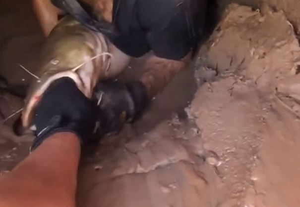 Clip: Dùng tay không bắt cá trê khổng lồ trong cống bỏ hoang