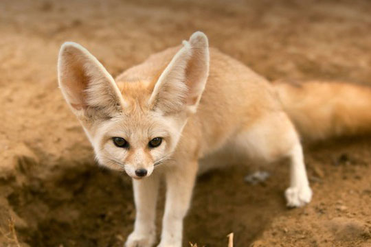 Không cần uống nước, đây là loài vật có thể sống tốt trên sa mạc