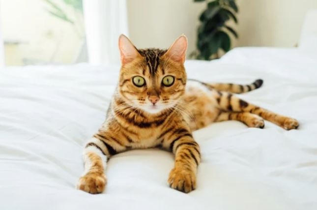 Cuối tuần (11-12/2): 2 tuổi đón tài lộc no đủ, 1 tuổi đau đầu vì tiểu nhân khuấy đảo