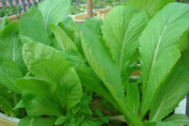 Ăn rau cải ngon đến mấy cũng phải biết điều này kẻo 'đón" bệnh tật vào người mà không biết