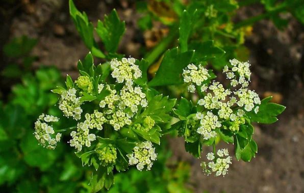 Loại rau quen thuộc giờ bổ dưỡng miễn chê mà ngày xưa nhuốm màu "tang tóc"