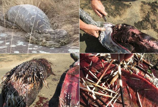 Trăn khổng lồ chết thảm vì nuốt chửng nhím