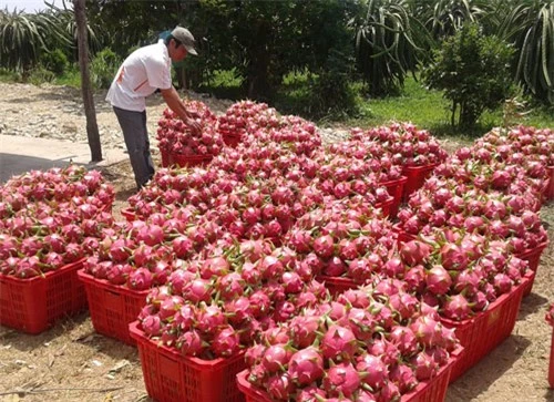 Đẩy mạnh xuất khẩu nông sản sang thị trường Trung Quốc - Ảnh 1.