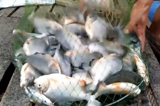 Clip: Hai cần thủ câu hơn 19 kg cá trong 1 buổi ở Tiền Giang