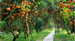 Đồng Tháp: Triển khai Đề án Ứng dụng công nghiệp 4.0 để phát triển du lịch thông minh