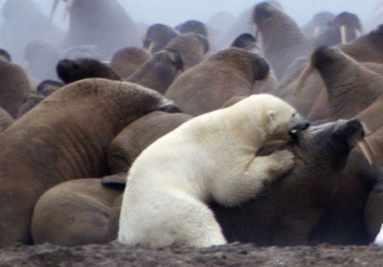 Clip: Cuộc ác chiến khốc liệt giữa “sát thủ Bắc Cực” và voi biển