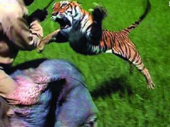 Clip: Hổ nhảy lên lưng voi tấn công người quản tượng