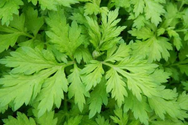 Ít ai ngờ loại rau tưởng chừng quen thuộc này lại là thuốc chữa bách bệnh, đại bổ cho cơ thể