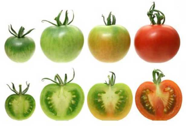 12 thực phẩm chứa chất độc tự nhiên, chế biến sai cách sẽ gây hại cả nhà, hãy cẩn trọng