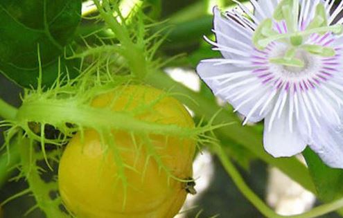 Tác dụng tuyệt vời của cây lạc tiên