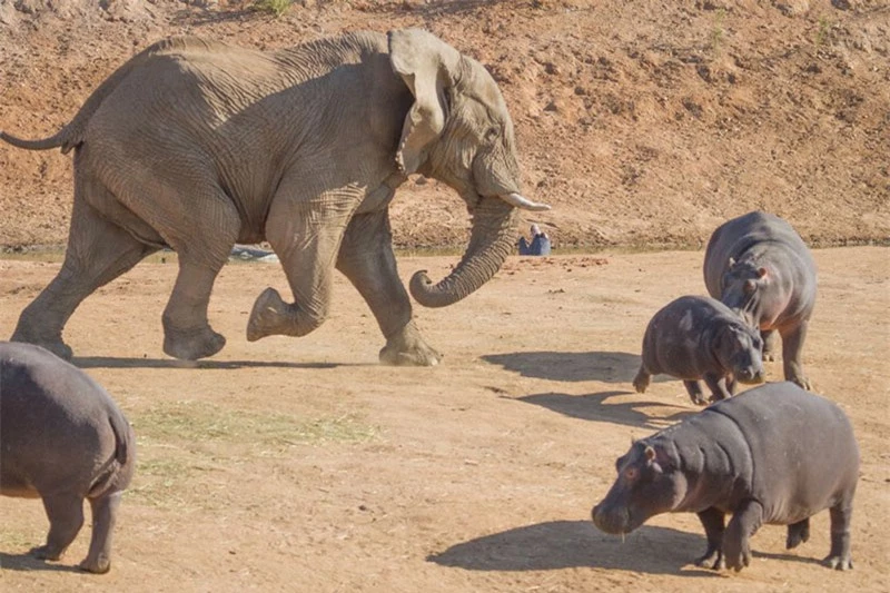 Được biết, cảnh tượng voi đực “phát điên” tấn công hà mã này được nhiếp ảnh gia Rian Van Schalkwyk – 40 tuổi tình cờ ghi lại được khi đến tham quan khu bảo tồn động vật hoang dã Erindi Private Game ở Windhoek, Namibia.