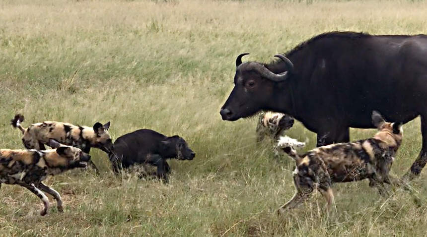 Clip: Bầy chó hoang hạ gục trâu rừng con