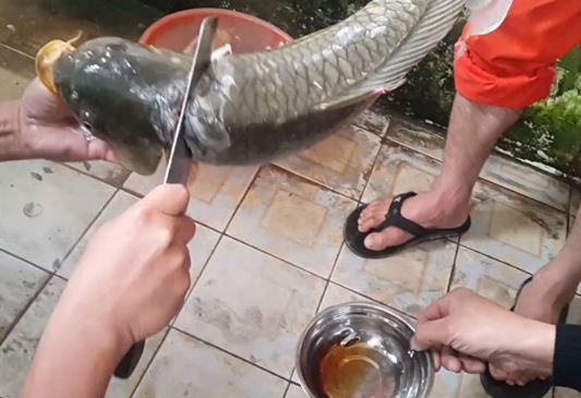 Clip: “Ớn lạnh” với món tiết canh cá của người Việt