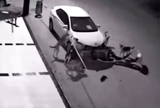 Clip: Truy đuổi mèo, đàn chó phá nát xe hơi