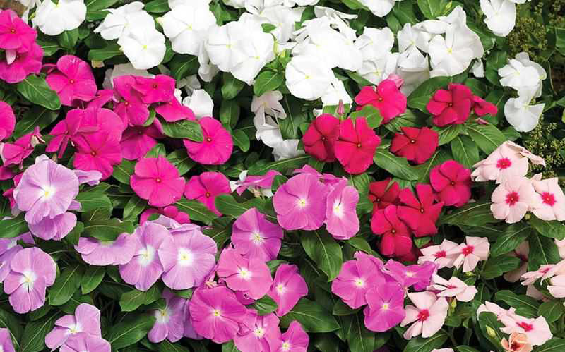 Hoa dừa cạn trong phong thủy Việt Nam