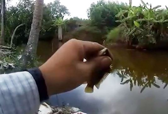 Clip: Câu cá rô bằng mồi dế, cần thủ Cà Mau “trúng lớn”