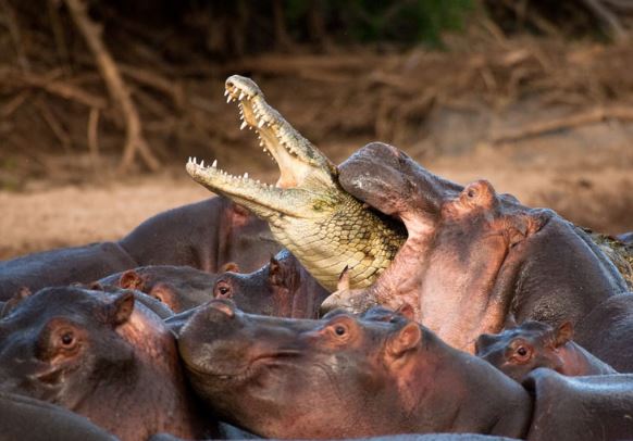 Chùm ảnh: Cá sấu bị hà mã “hành hung” tơi bời vì tội “nhiều chuyện”