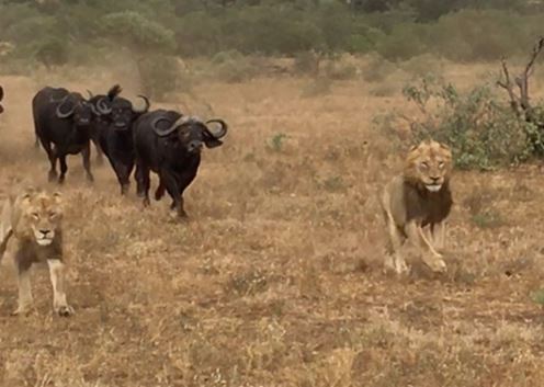 Clip: Bị trâu rừng truy sát, sư tử “bỏ của chạy lấy người”