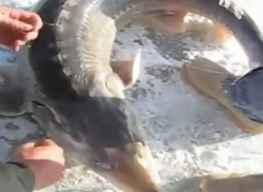 Clip: Tóm được “thủy quái thời tiền sử” khi câu cá dưới băng