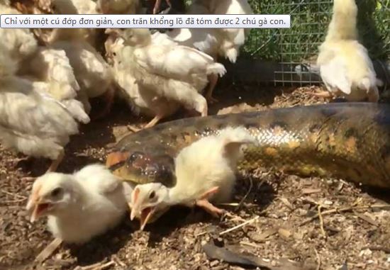 Clip: Trăn khổng lồ “xơi tái” cả đàn gà