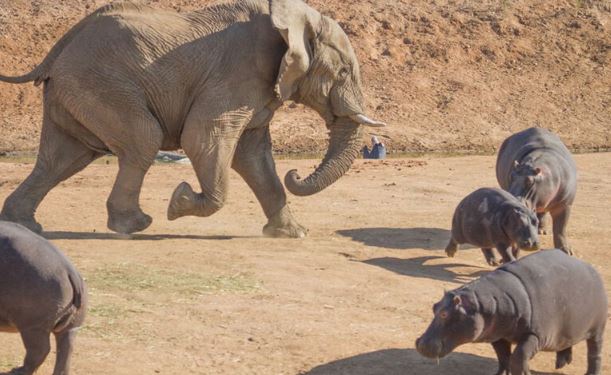 Voi đực “nổi điên”, húc hà mã lật ngửa bụng