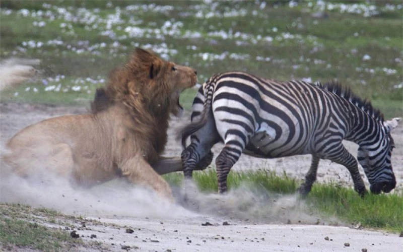 Chỉ ít phút sau khi truy đuổi chú ngựa vằn, con sư tử đực đã tiếp cận rất sát tới con mồi.