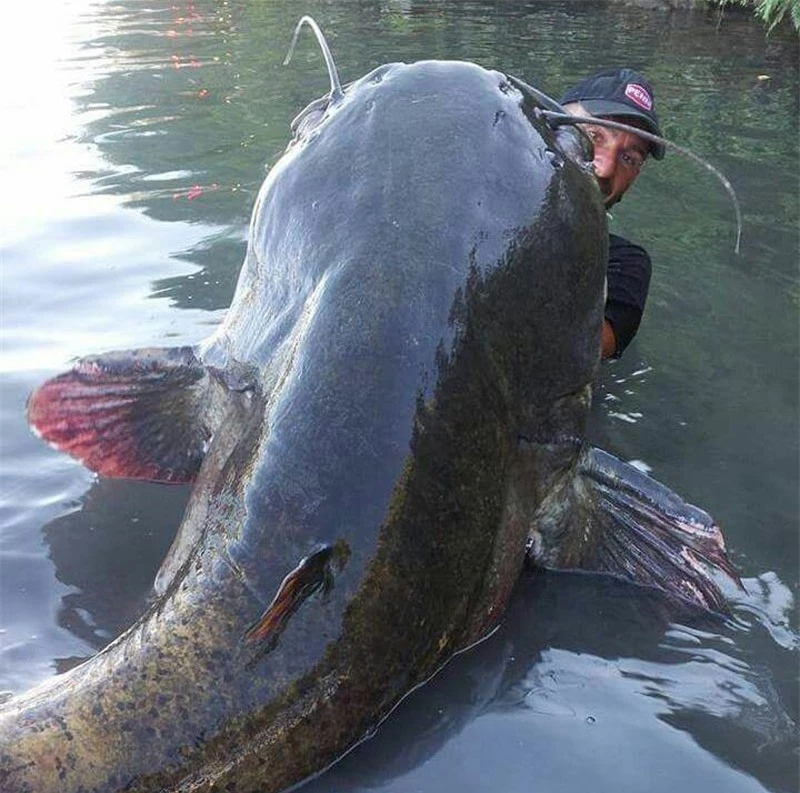 Yuri Grisendi bên con cá trê khổng lồ mà mình câu được.