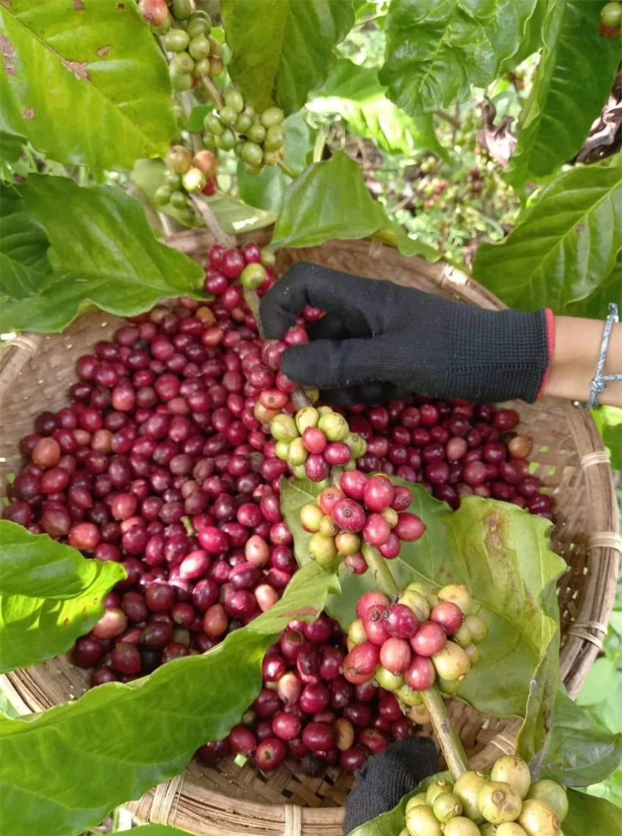 Giá nông sản ngày 14/2/2023: Cà phê và hồ tiêu tiếp tục tăng
