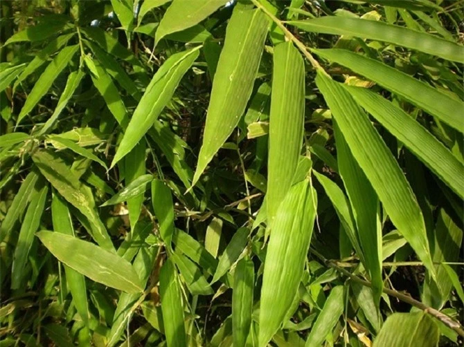 Loại cây là biểu tượng văn hóa Việt có công dụng chữa bệnh 'thay đổi thời tiết' vô cùng hiệu quả - Ảnh 1.