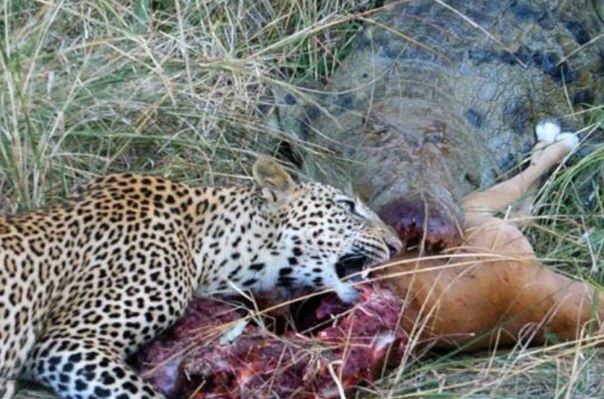 Clip: Cá sấu "táo tợn", cướp mồi của hai con báo