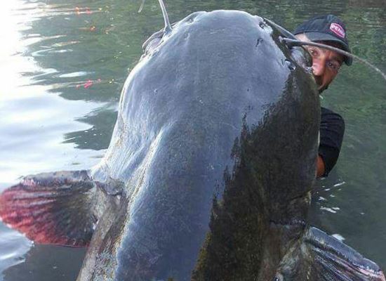 Clip: Câu cá giải trí ai ngờ tóm được “quái vật” khổng lồ