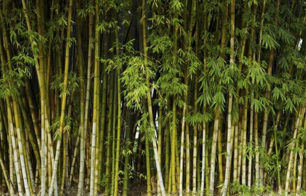 Loại cây là biểu tượng văn hóa Việt có công dụng chữa bệnh 'thay đổi thời tiết' vô cùng hiệu quả