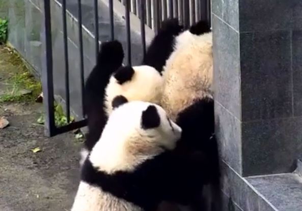 Clip: Đàn gấu trúc rủ nhau “đào tẩu” khỏi vườn thú