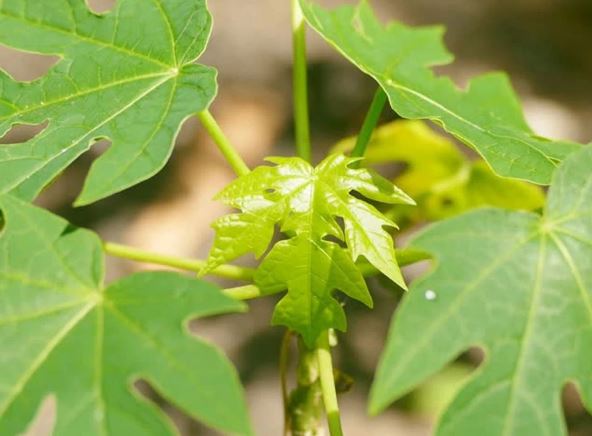 Những lợi ích bất ngờ của nước lá đu đủ với sức khỏe