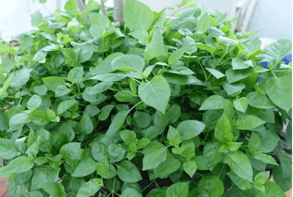 Tác dụng tuyệt vời của rau ngót Nhật