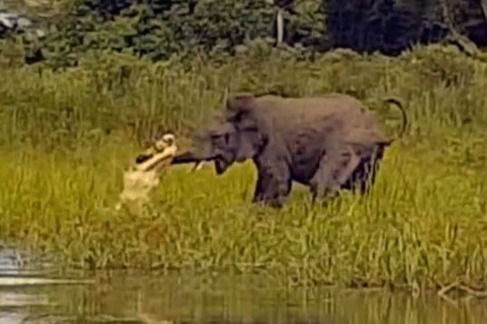 Clip: Pha săn voi cực kỳ “bá đạo” của cá sấu