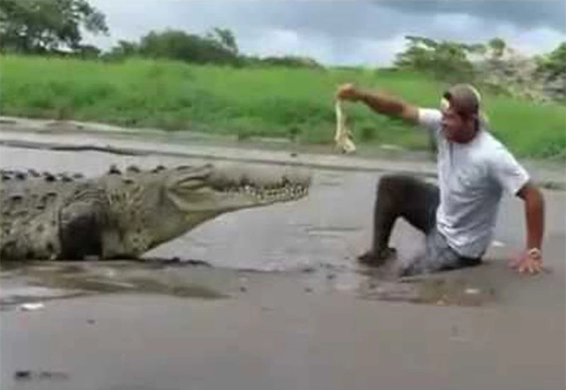 Chàng trai suýt mất mạng vì liều mình cho cá sấu khổng lồ ăn.
